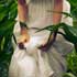 Kristina - Green field Triptych, photo by Tom Spianti